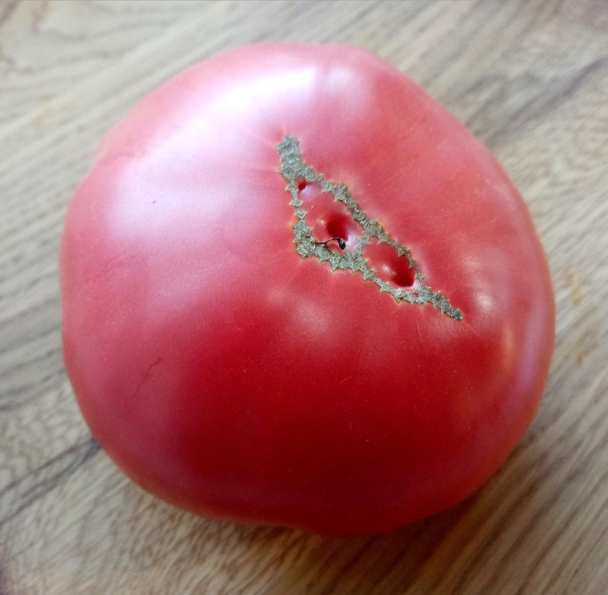 Фото автора от 11.08.2025г. Красавец!