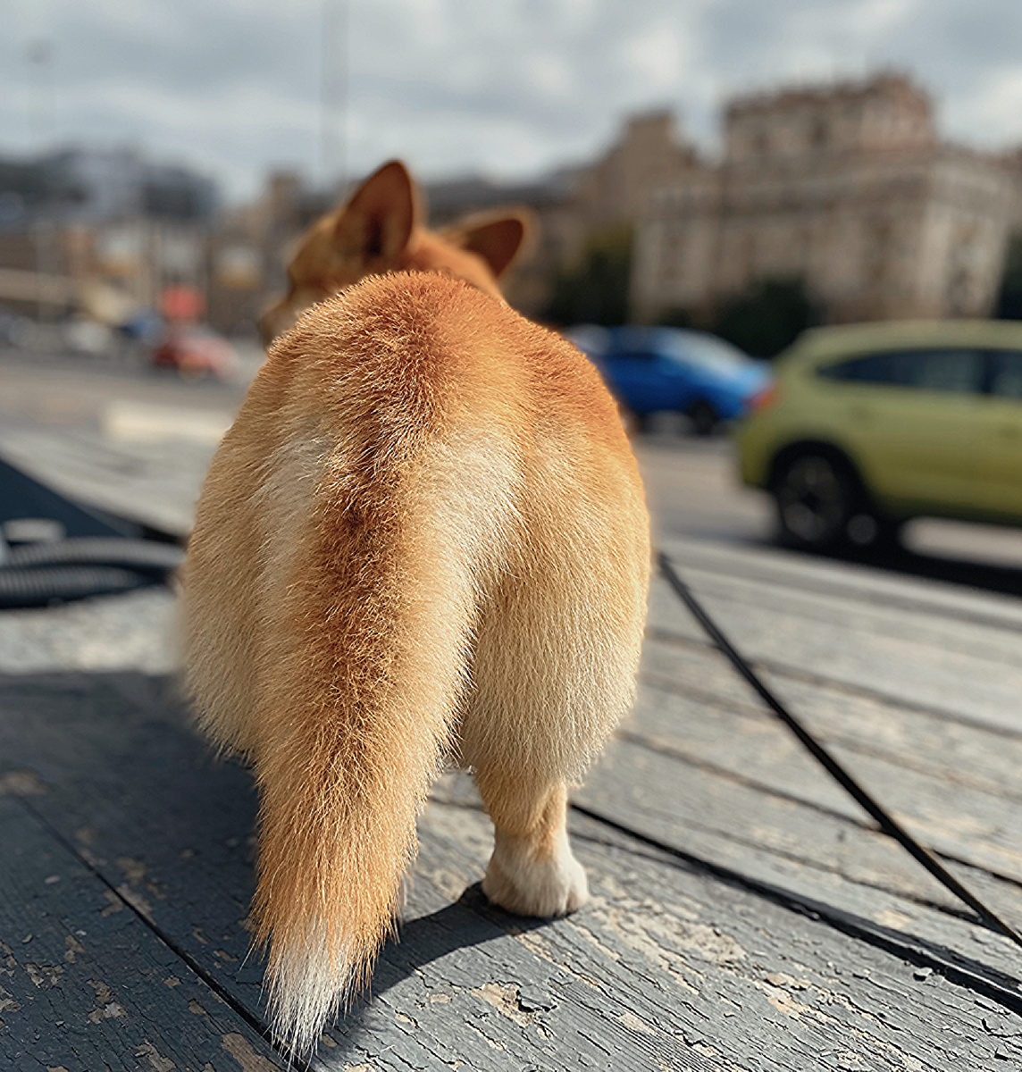 Не дали вкусного…