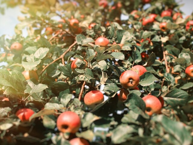    Фото: 123RF/kshavratskaya