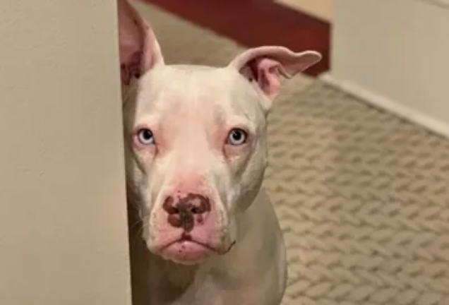 Хозяин боится свою собаку?!