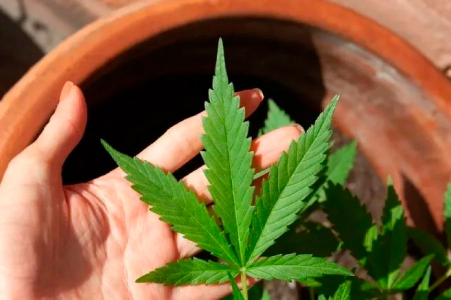     Конопля вместо укропа: как необычное увлечение привело жительницу Копыльщины на скамью подсудимых