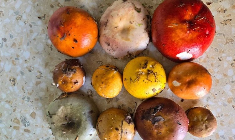    Фото: Лукьянов Дмитрий, AgroXXI.ru