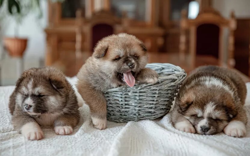    Как выбрать питомца, который подойдет именно вам