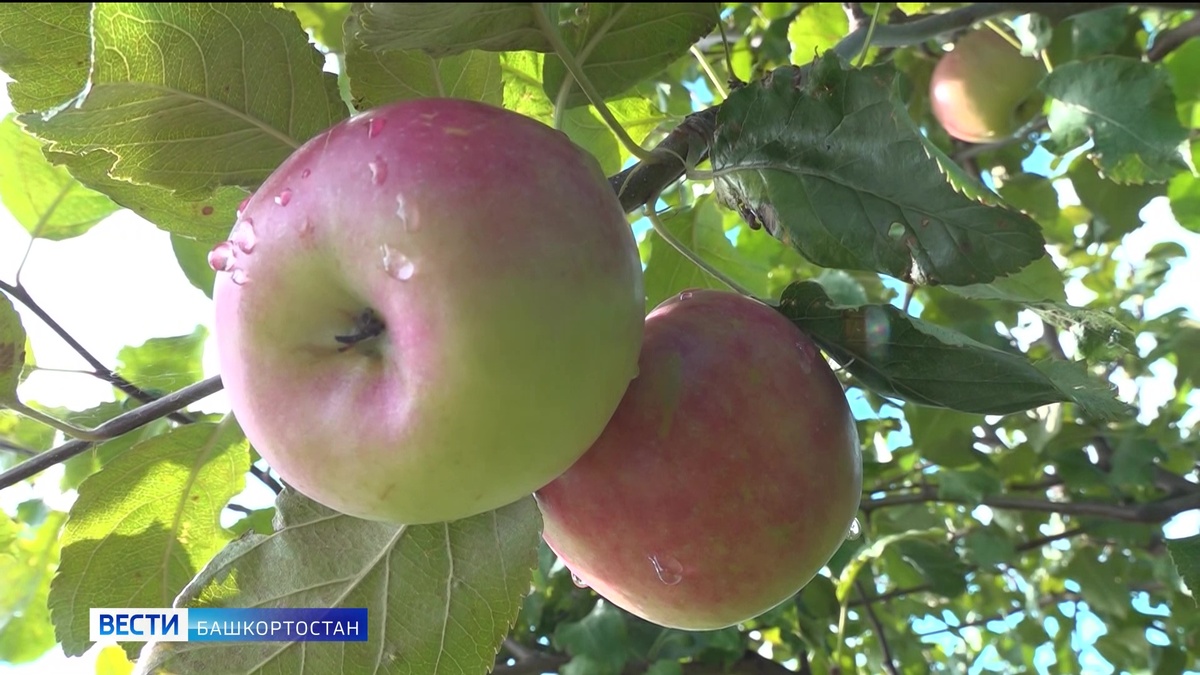    «Вести» расскажут, как жители Башкортостана справляются с небывалым урожаем плодовых