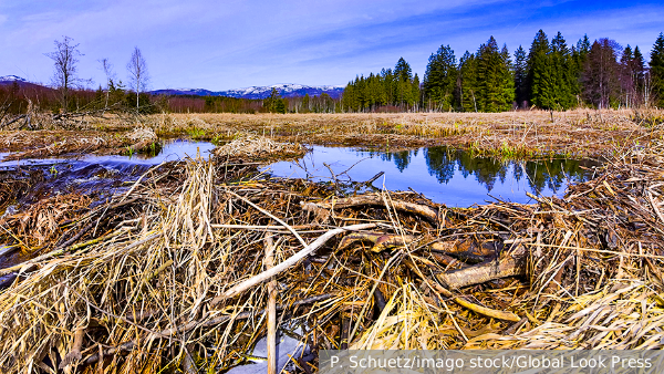     Фото: P. Schuetz/imago stock/Global Look Press   
 Текст: Денис Тельманов