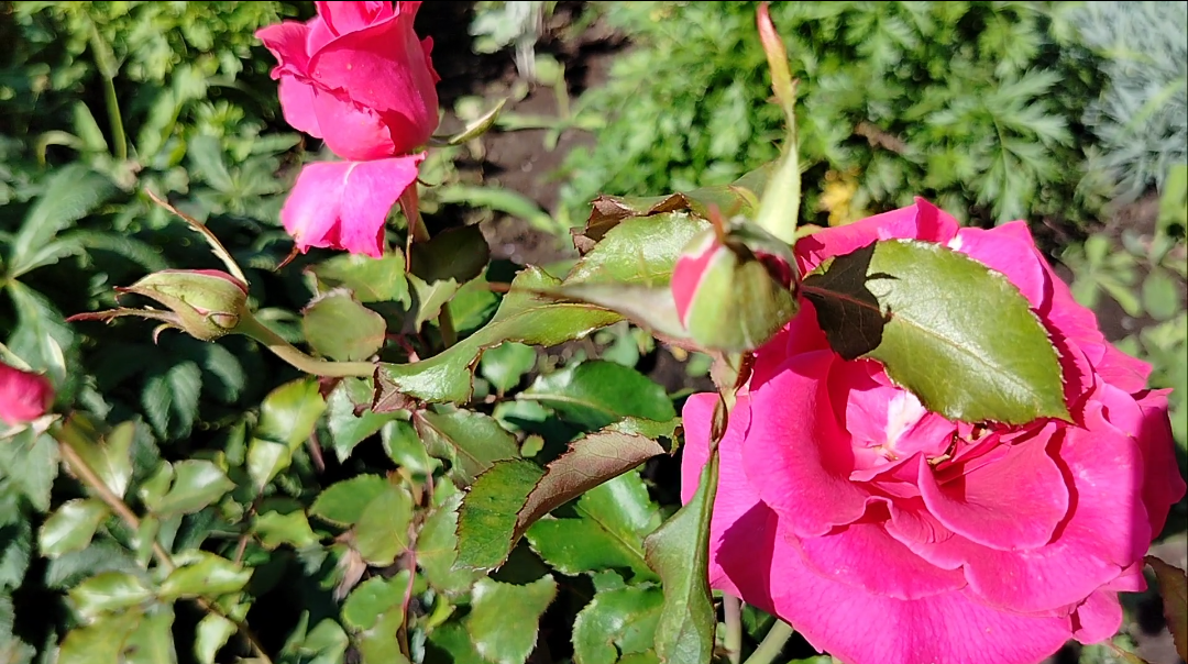 Мои любимки