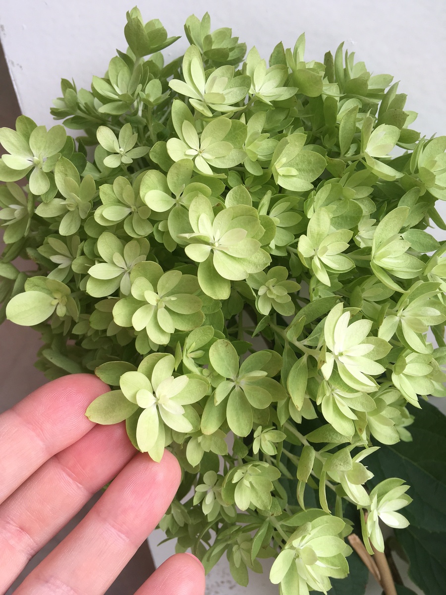 Махровые цветки гортензии Мечта Лесково (фото автора)