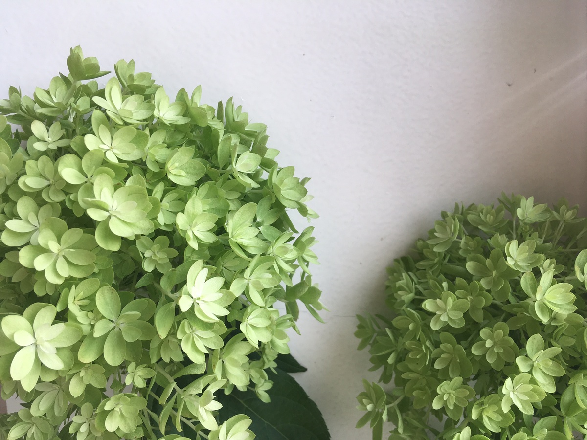 Гортензия Мечта Лесково (фото автора)