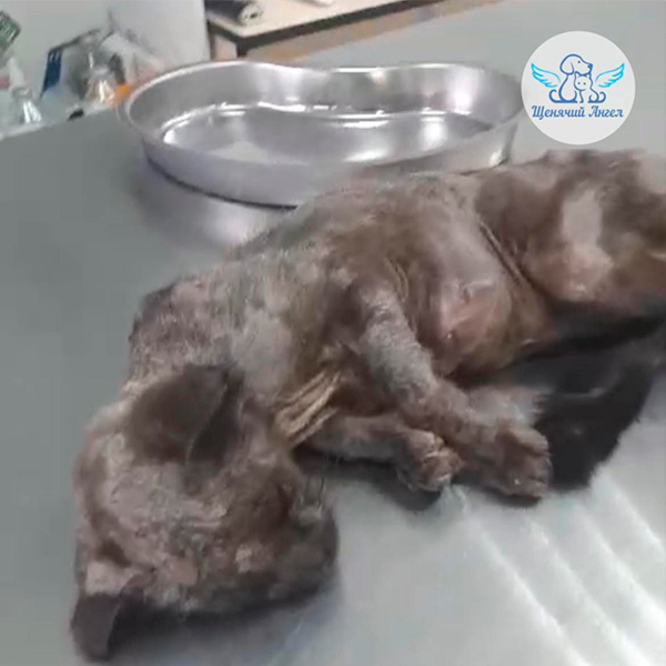 Такой Соню привезли в клинику
