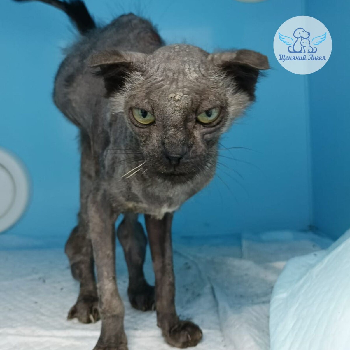 Соня сразу после переезда в «ДокторВет»
