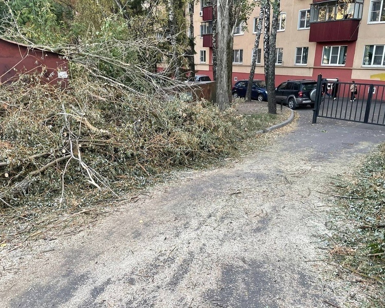     В Курске ребенок получил 700 тысяч рублей после травмы от упавшего дерева