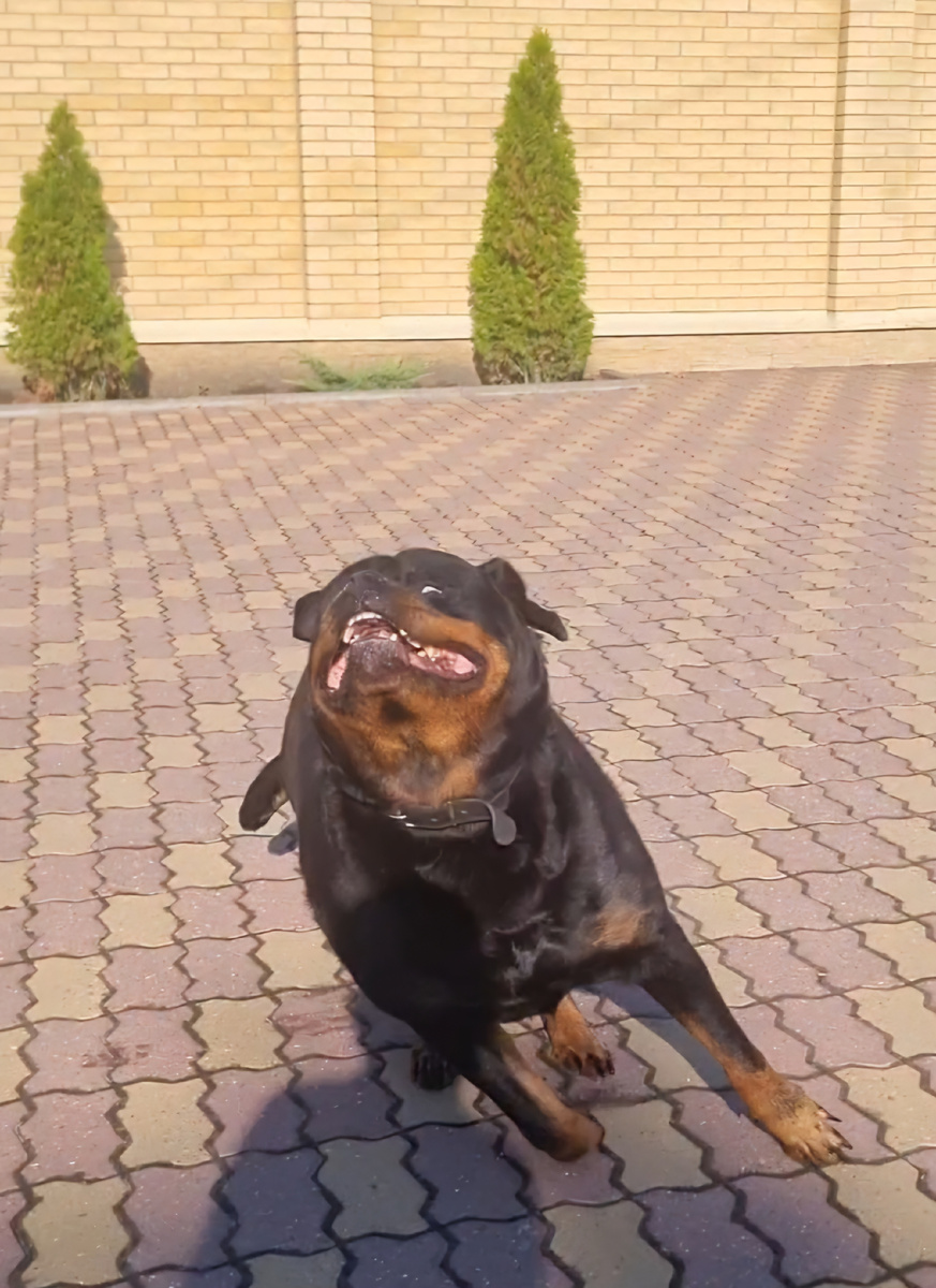 То ли защита, то ли нападение 😂