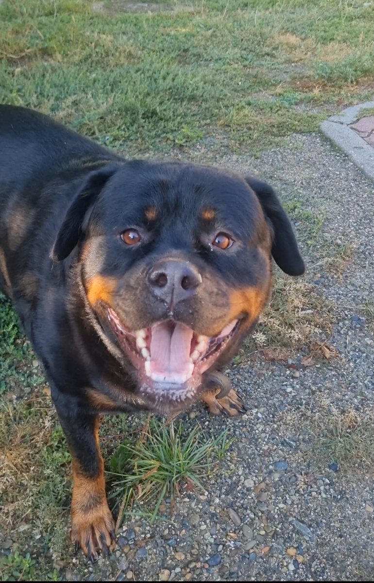 Здравствуйте наши дорогие "хвостики' и их прекрасные хозяйки и хозяева! 🖐🤝🐶