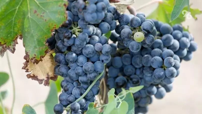      Фото: ИА «Победа26»