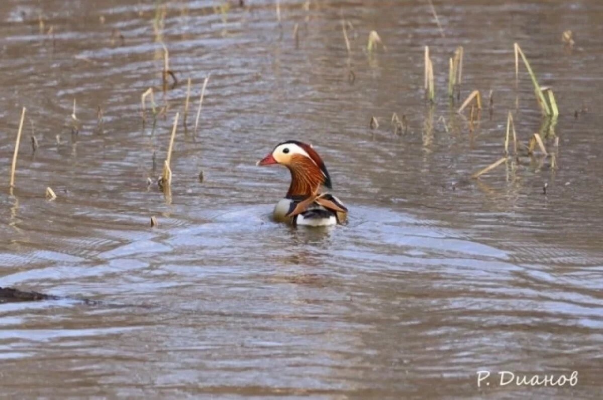    Новосибирским охотникам напомнили о гриппе птиц