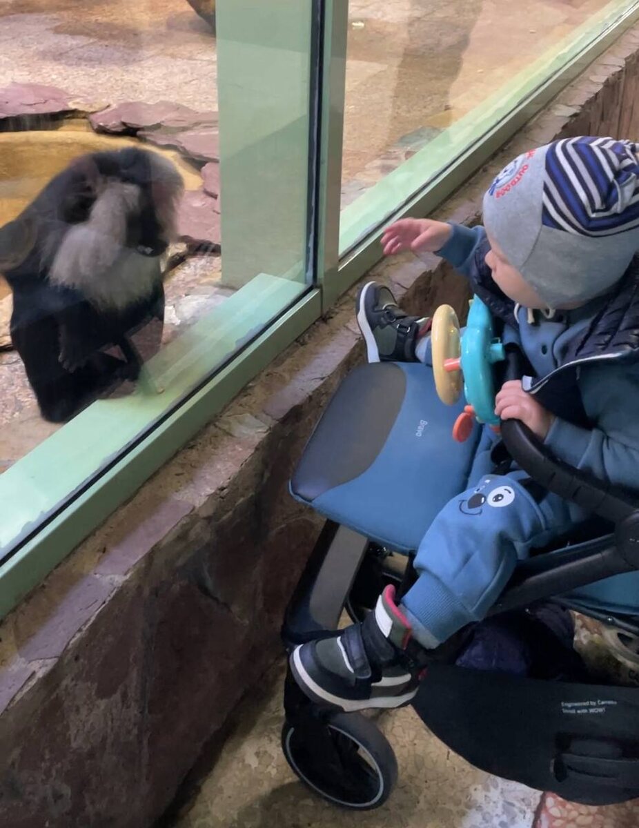 Максим, а где же звери?