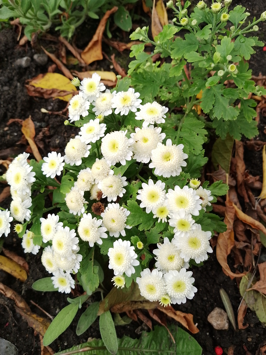 На клумбе у храма