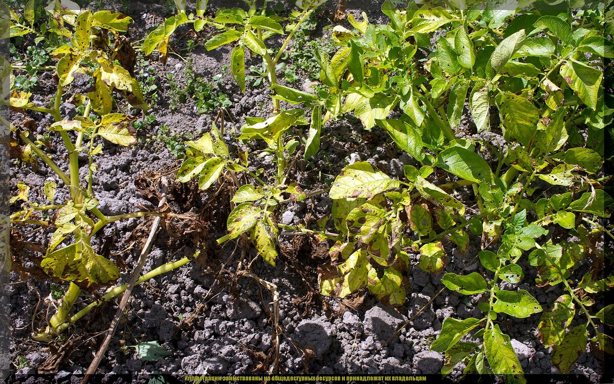 https://vk.com/photo-159774511_457272577. Фитофтороз ботвы картофеля