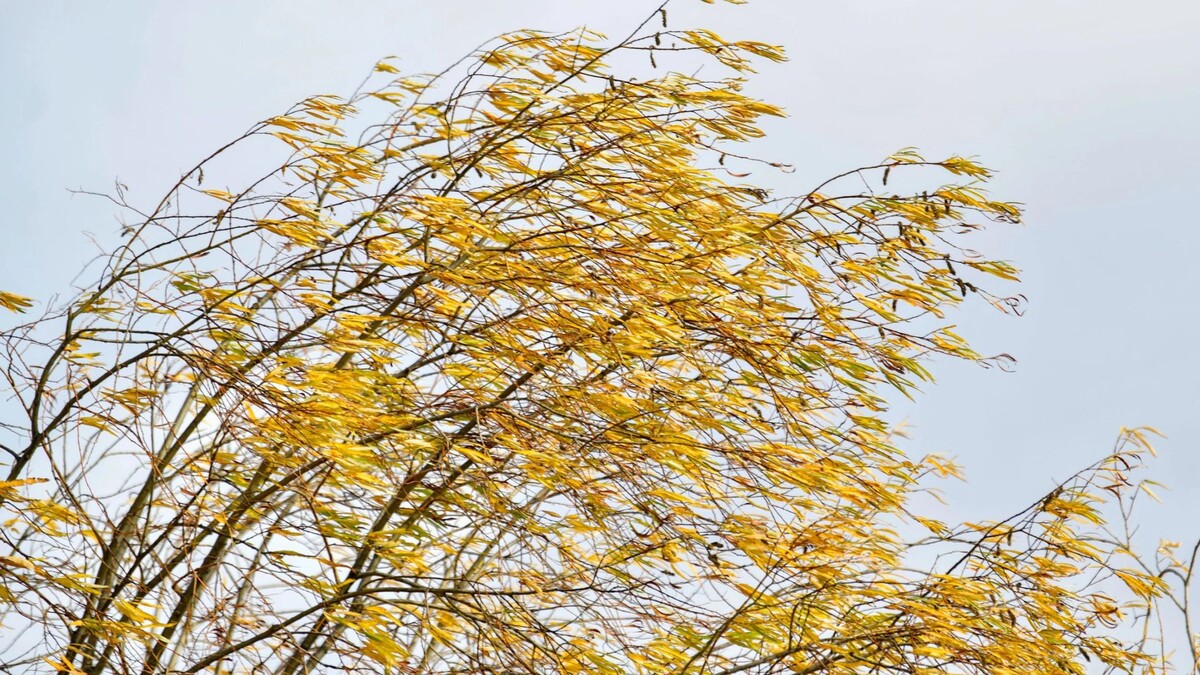    Фото: Андрей Ткачев / «Ямал-Медиа»