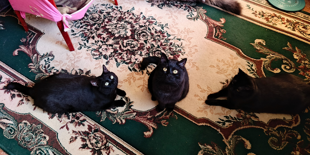 Дружные кошки