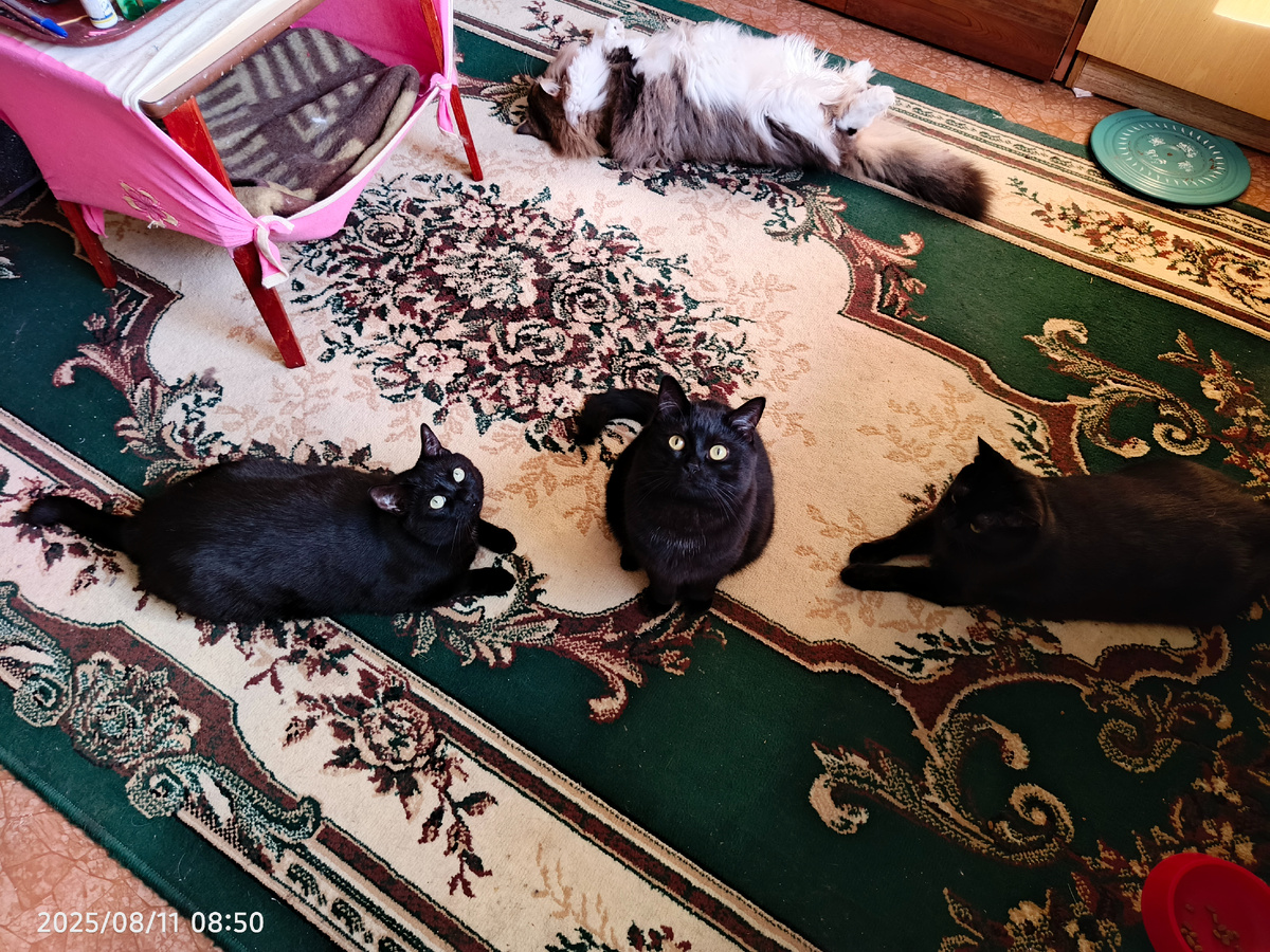 Кот Филя, справа мама Боня, Мусика и Ночка