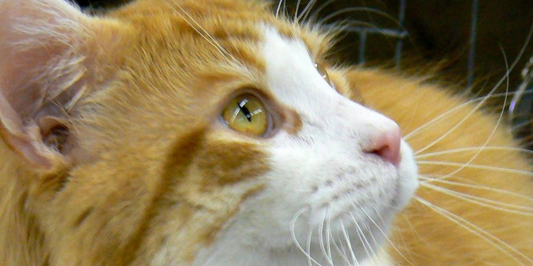 😺 Как правильно чистить уши коту: пошаговая инструкция для новичков