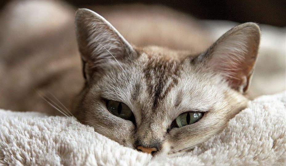 😿 Как распознать мочекаменку у кошек: первые признаки