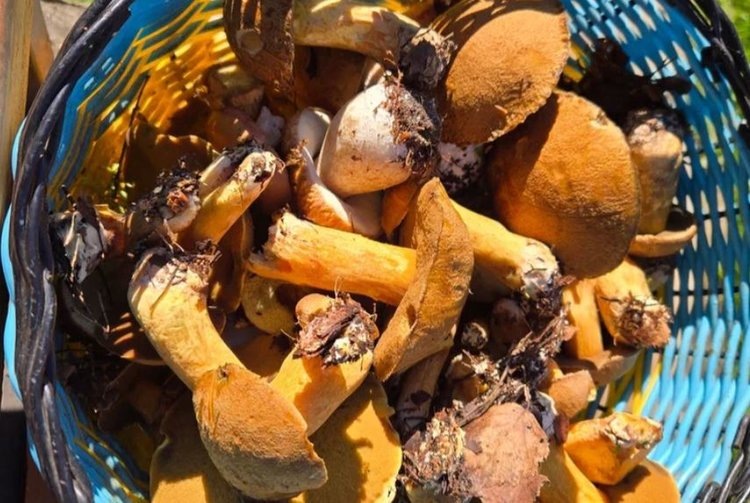    Фото: Лукьянов Дмитрий, AgroXXI.ru