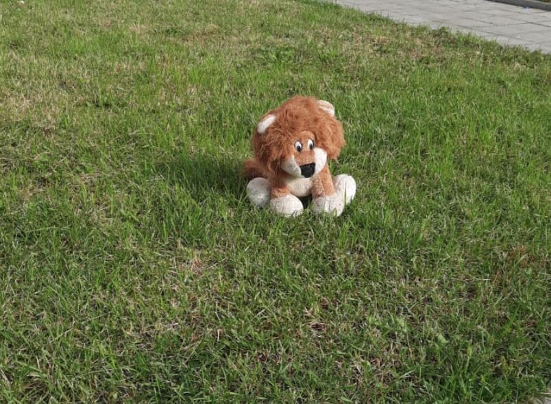 не котик. мое фото.