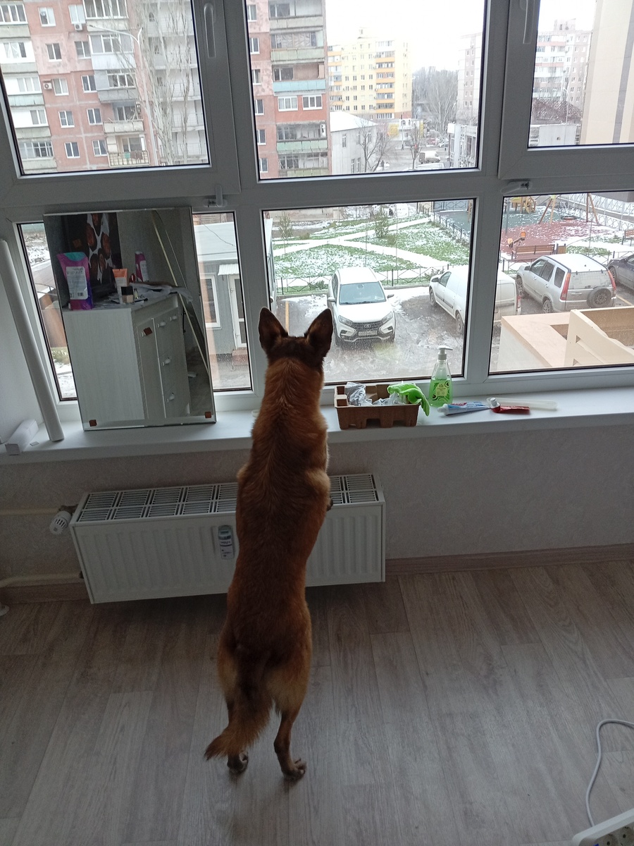 Сосед мой, самый молчаливый... 