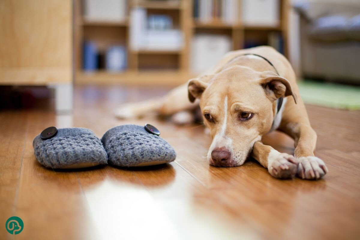 Может ли собака умереть от тоски по хозяину