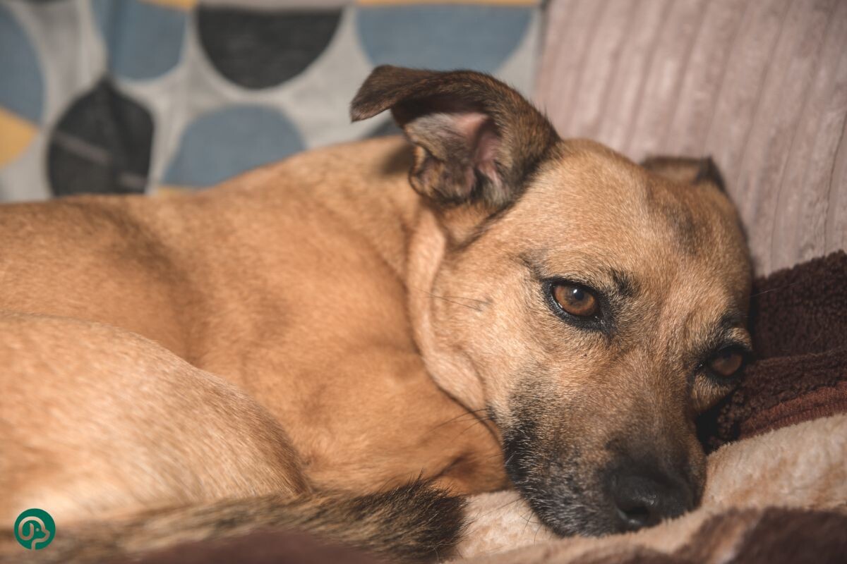 Собака тоскует по хозяину 