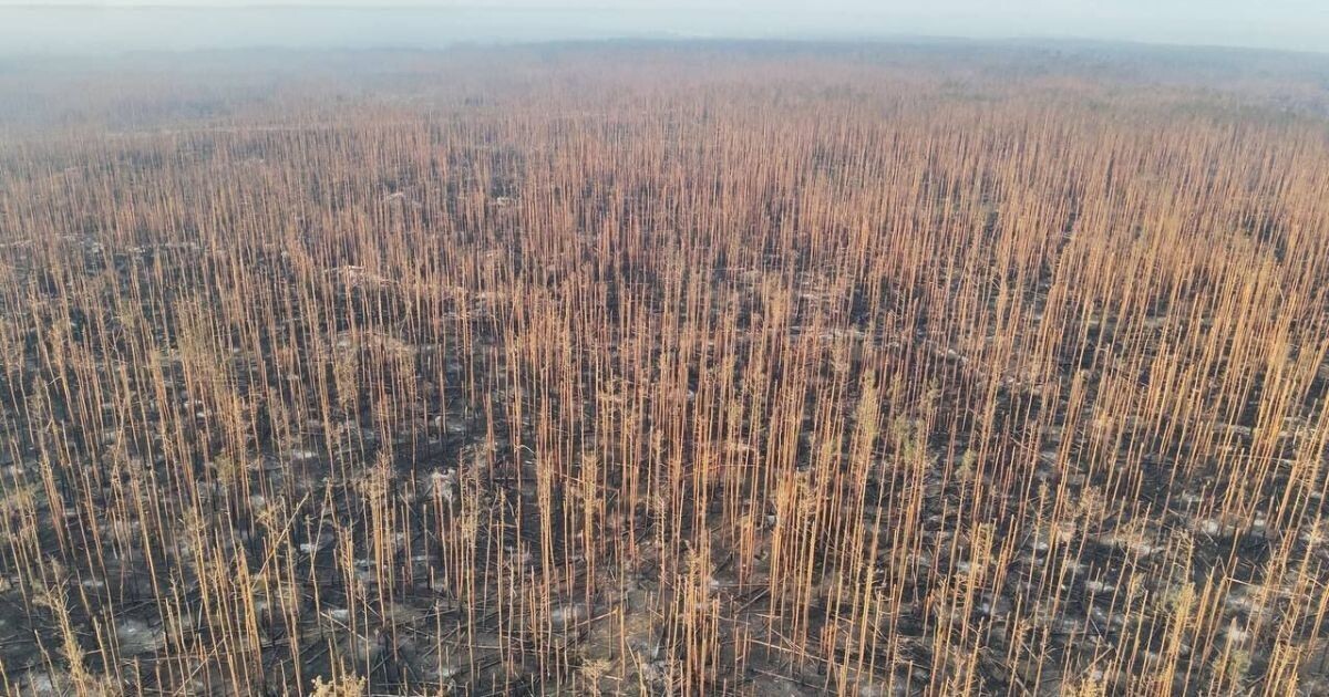    Серебрянские леса в ЛНР превратились в выжженую пустыню / Источник: Кадр из видео