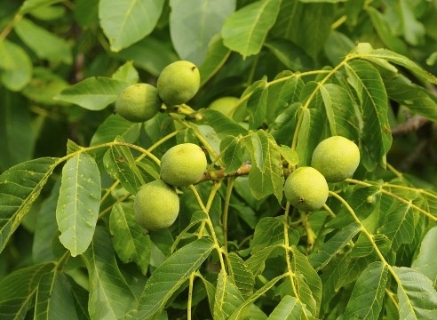    Фото: филиал ФГБУ «Россельхозцентр» по Ростовской области Редактор