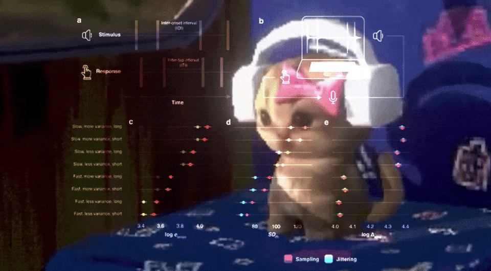   N+1; qwent / Youtube; Andrea Ravignani et al. / The Royal Society, 2025