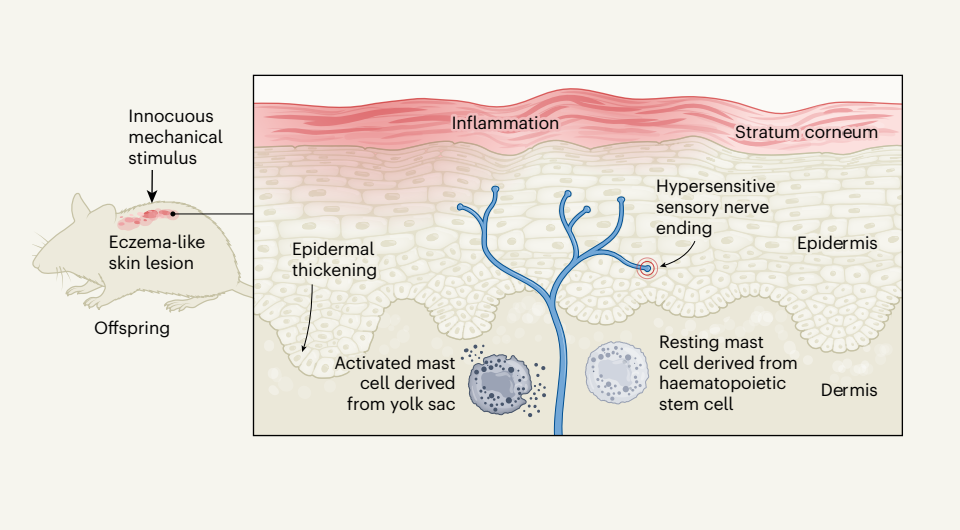  Serhan et al. / Nature, 2025