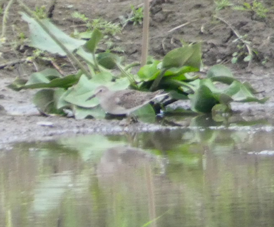 белохвостый песочник