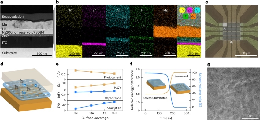    Ретиноморфный фотодиод: a) ТЭМ-изображения среза, b) карта распределения химических элементов в диоде, рентгеновская спектроскопия, c) микрофотография RPD, d) иллюстрация структуры, e) параметры фототока, квантового выхода фотолюминесценции, емкости на частоте 10 килогерц и процент модуляции фотоответа для разных покрытий, f) расчеты состава ионного резервуара, g) ТЭМ-изображение слоя-резервуара / © Nature Nanotechnology (2025). DOI: 10. 1038/s41565-025-01973-6