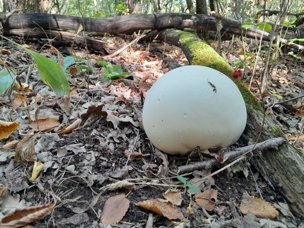    В Оренбургской области нашли редкий гриб-гигант, который занесен в Красную книгу