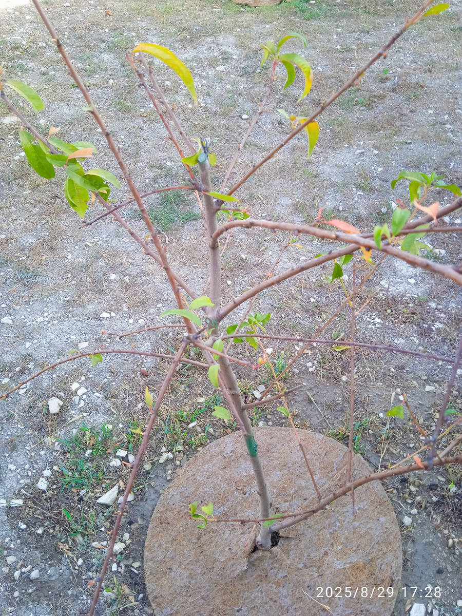 С персиков ободрал практически все 🌿🍁 листья