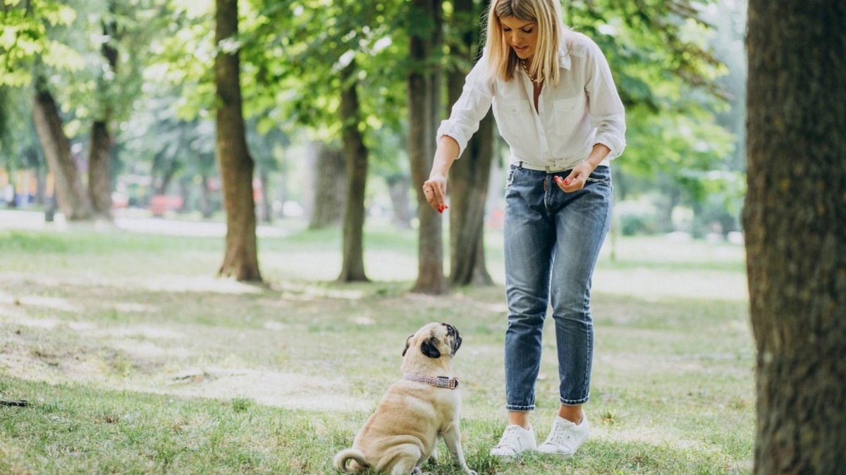    Команда «сидеть» — простая, но жизненно важная.