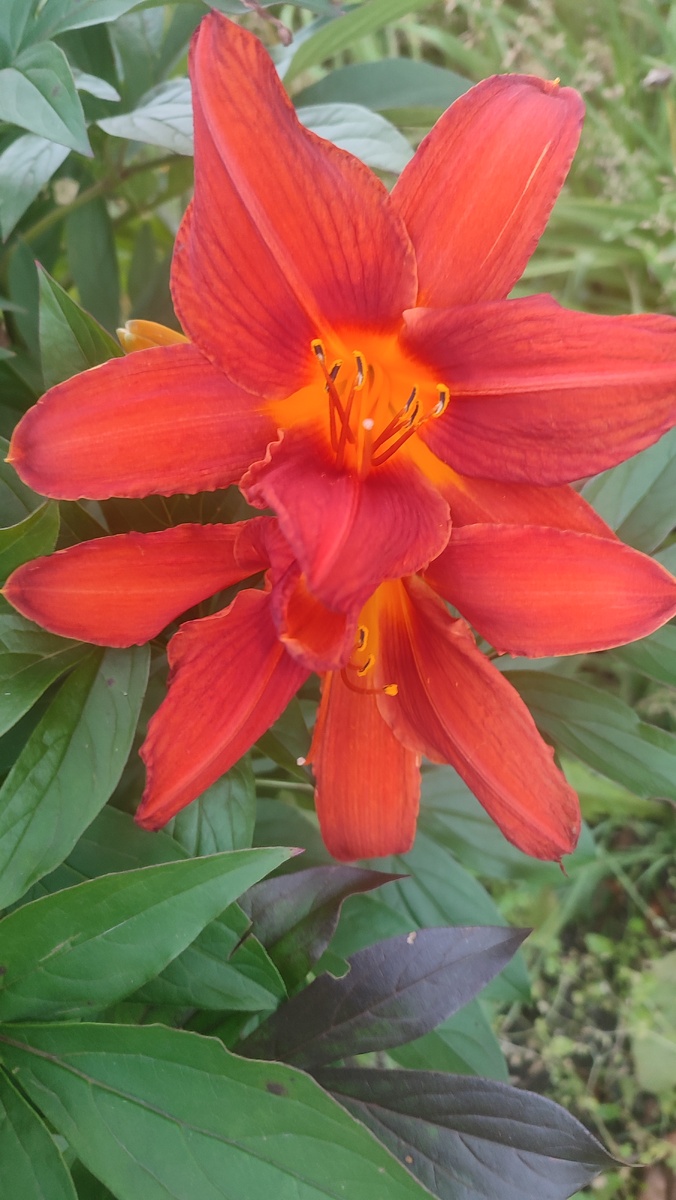 Лилейник всё ещё радует. Фото автора. 