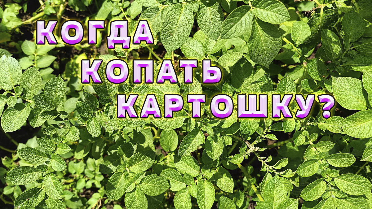 Несколько признаков, подтверждающих, что картофель созрел