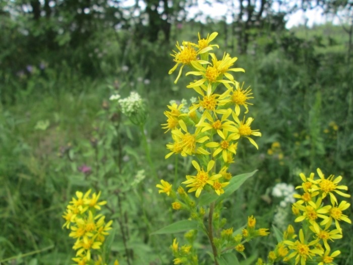 Золотарник обыкновенный, или «золотая розга»