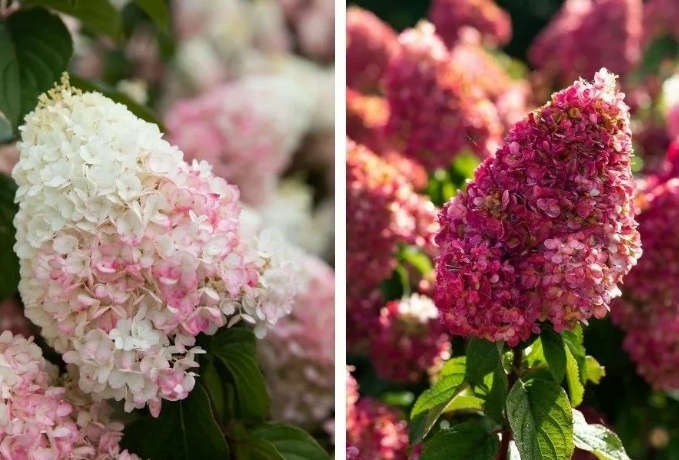 Клубничные шапки. Фото из интернета