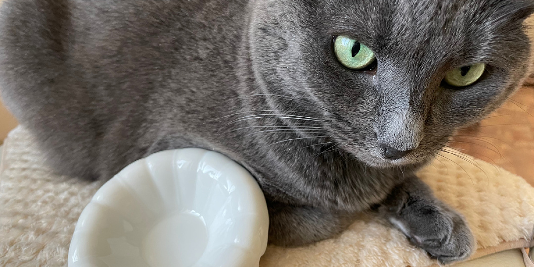 10 мест в доме, где не надо ставить кошачью миску