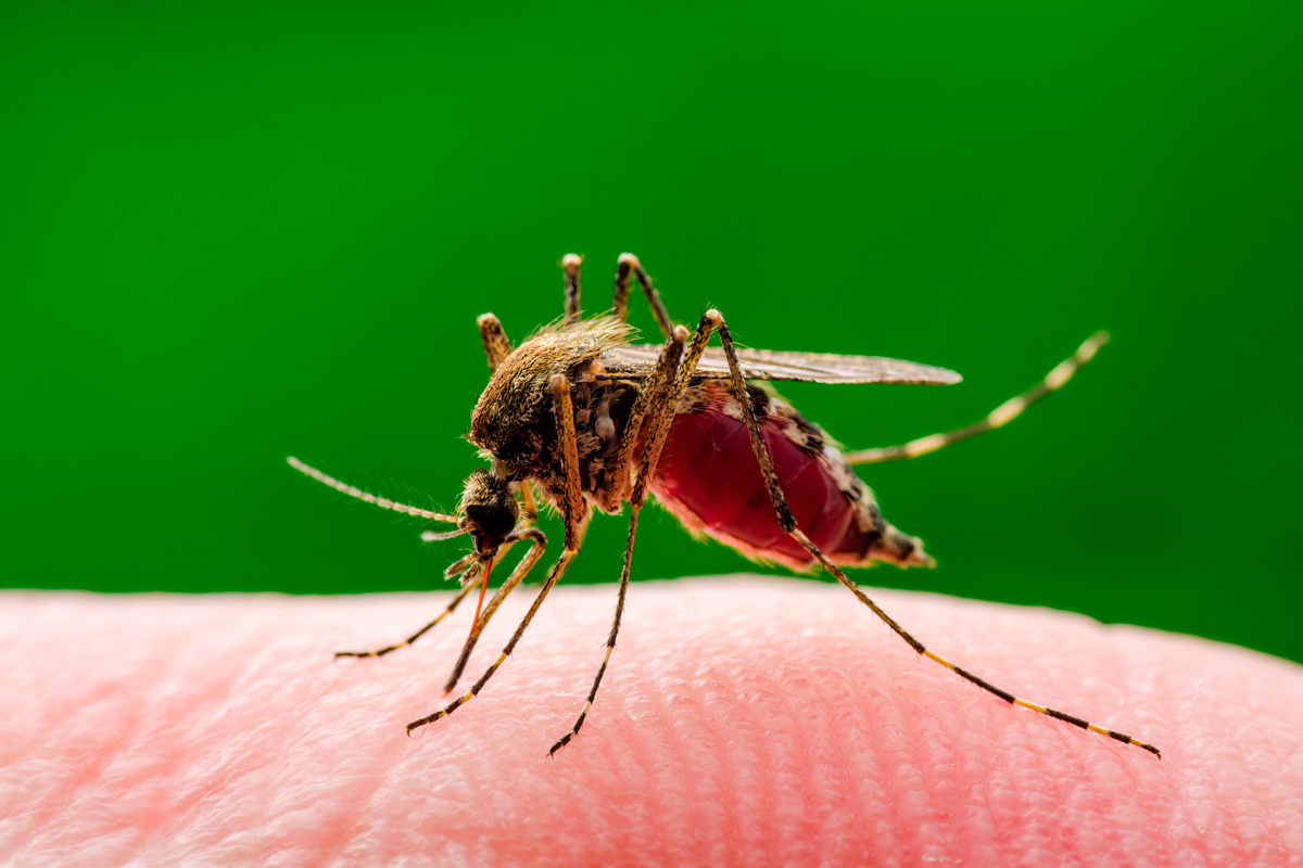    Фото: nechaevkon / Shutterstock.com