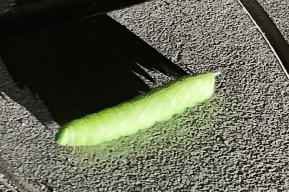    На улице Твери заметили огромную гусеницу с рогом