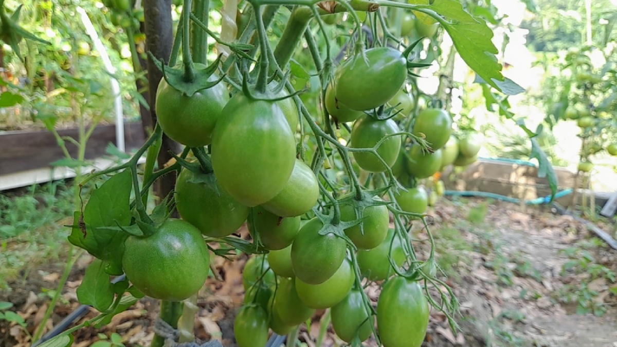 Осенью, до начала дождей снимаем зеленые помидоры. Как ускорить их дозревание.Фото автора