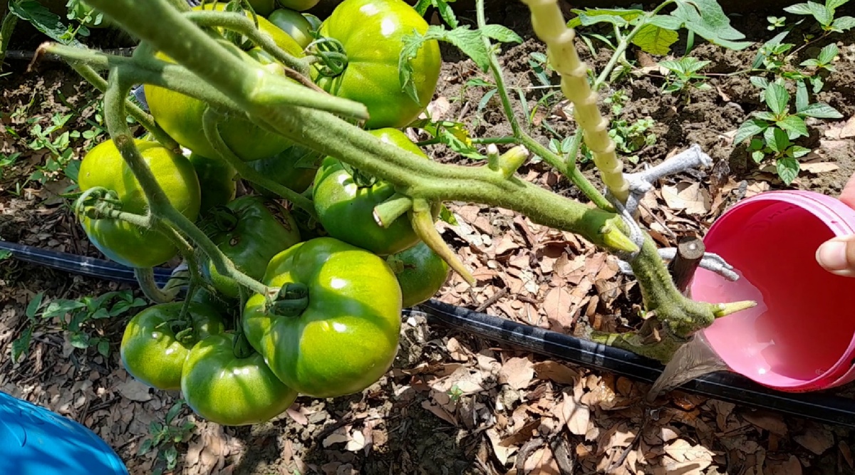 Осенью, до начала дождей снимаем зеленые помидоры. Как ускорить их дозревание.Фото автора